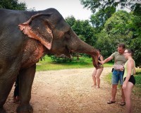 The grey giants Elephant bathing and Waterfall Image 2