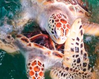 Khao lak Nature Image 1