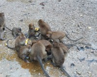 Khao sok Safari Image 3