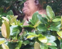 Khao sok Safari Image 4