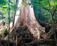 Khao Sok Jungle and Canoeing Image 3