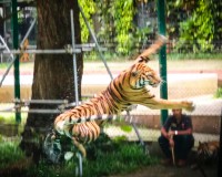 Phuket one day tour Image 4